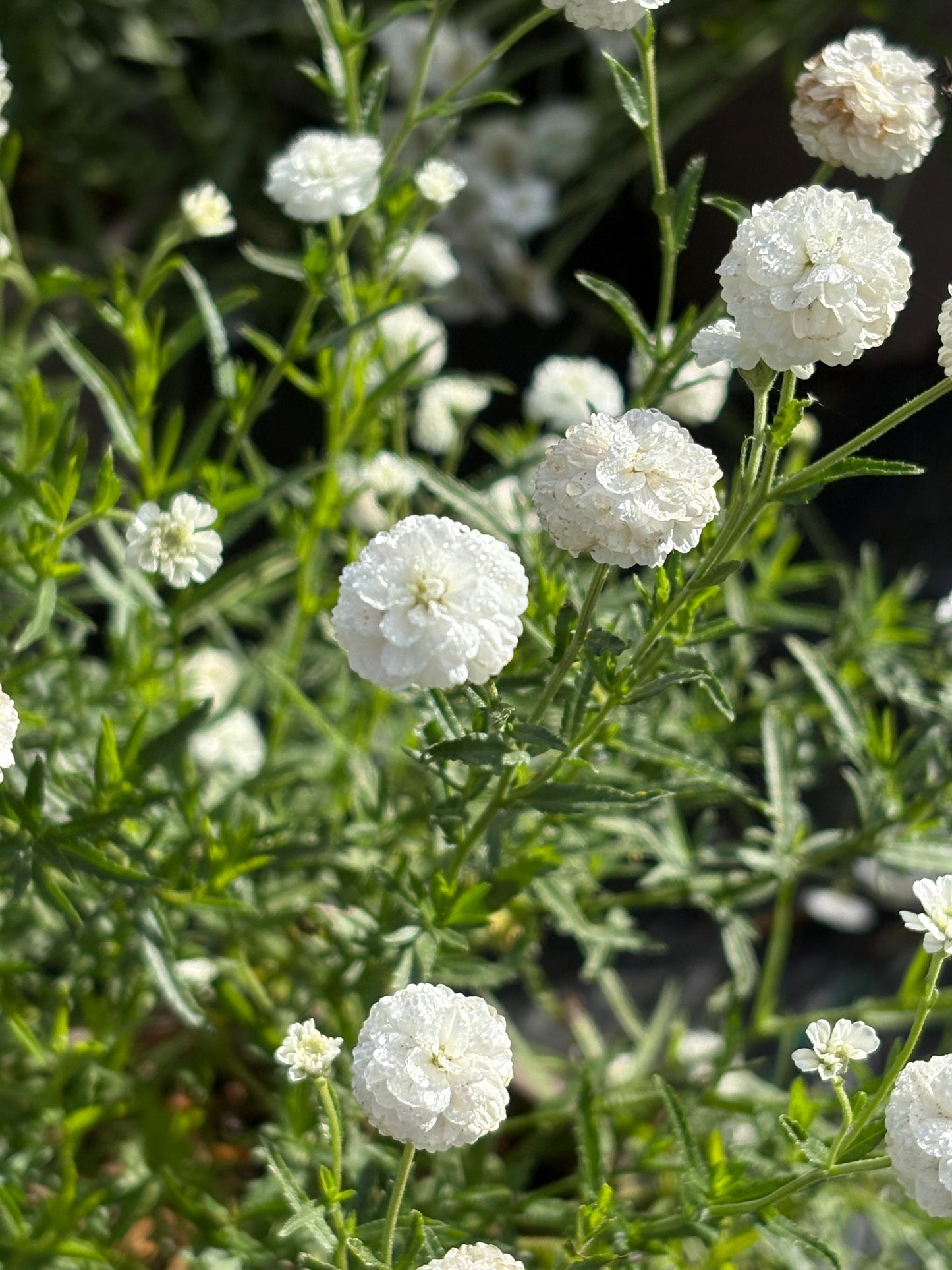 Achillea ptarmica 'Marshmallow'