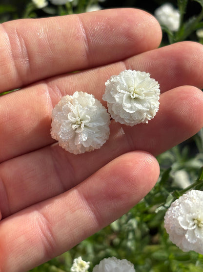 Achillea ptarmica 'Marshmallow'