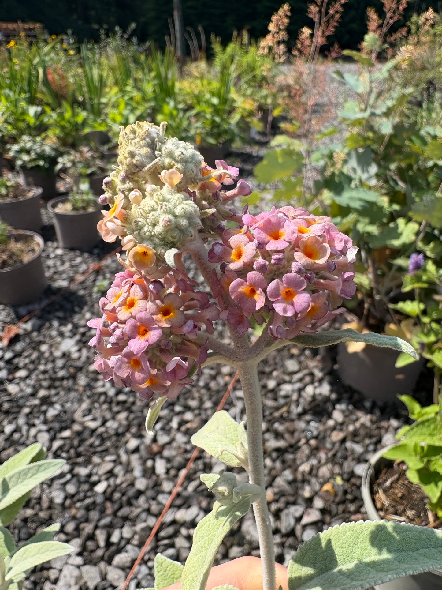 Buddleja (Buddleia) Salmon Spheres