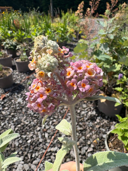 Buddleja (Buddleia) Salmon Spheres