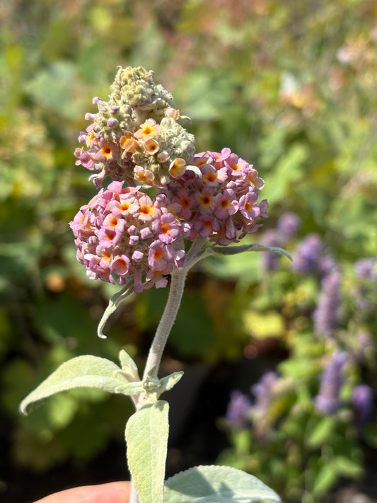 Buddleja (Buddleia) Salmon Spheres