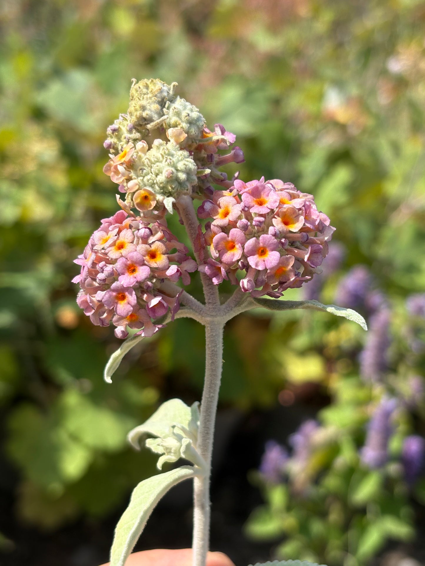 Buddleja (Buddleia) Salmon Spheres