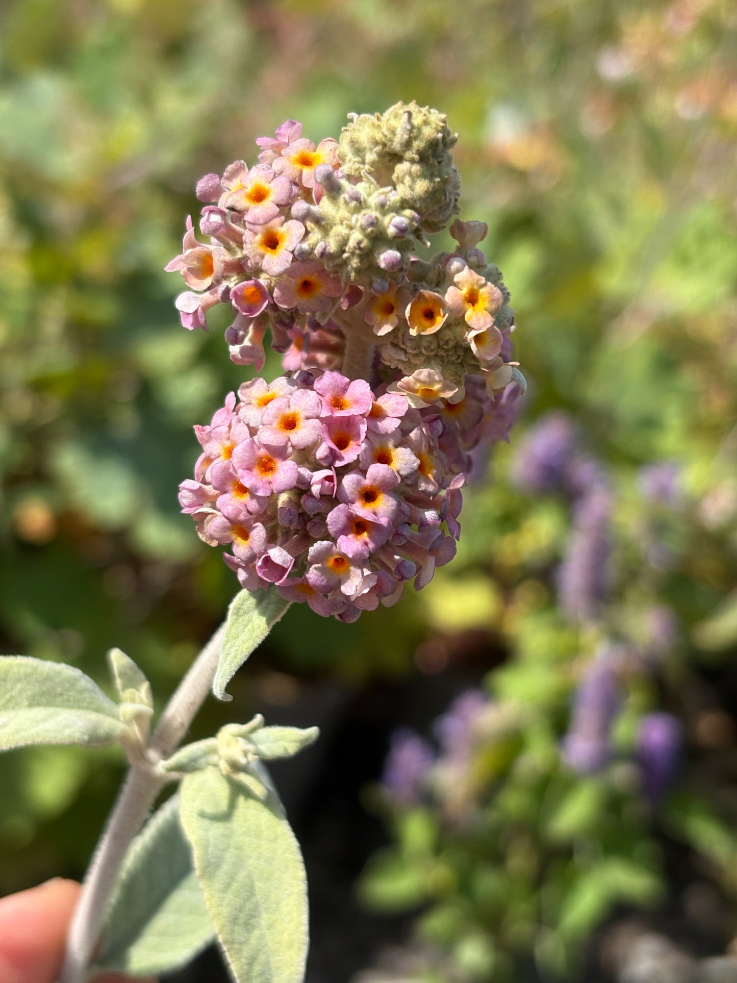 Buddleja (Buddleia) Salmon Spheres