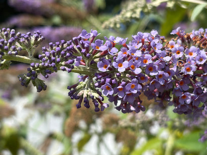 Buddleja (Buddleia) x weyeriana ‘Blue Boy’ Syn.'Boy Blue'