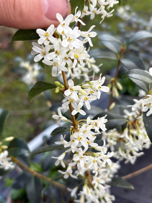 Osmanthus x burkwoodii