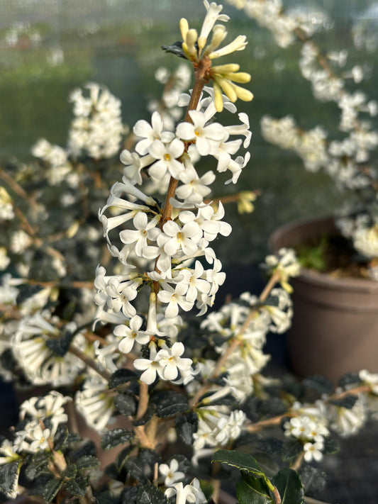 Osmanthus x delavayi