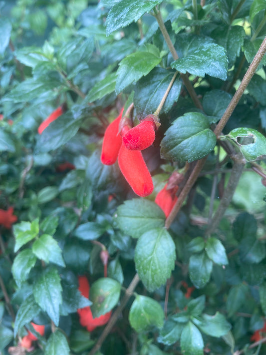 Mitraria coccinea Clark's form