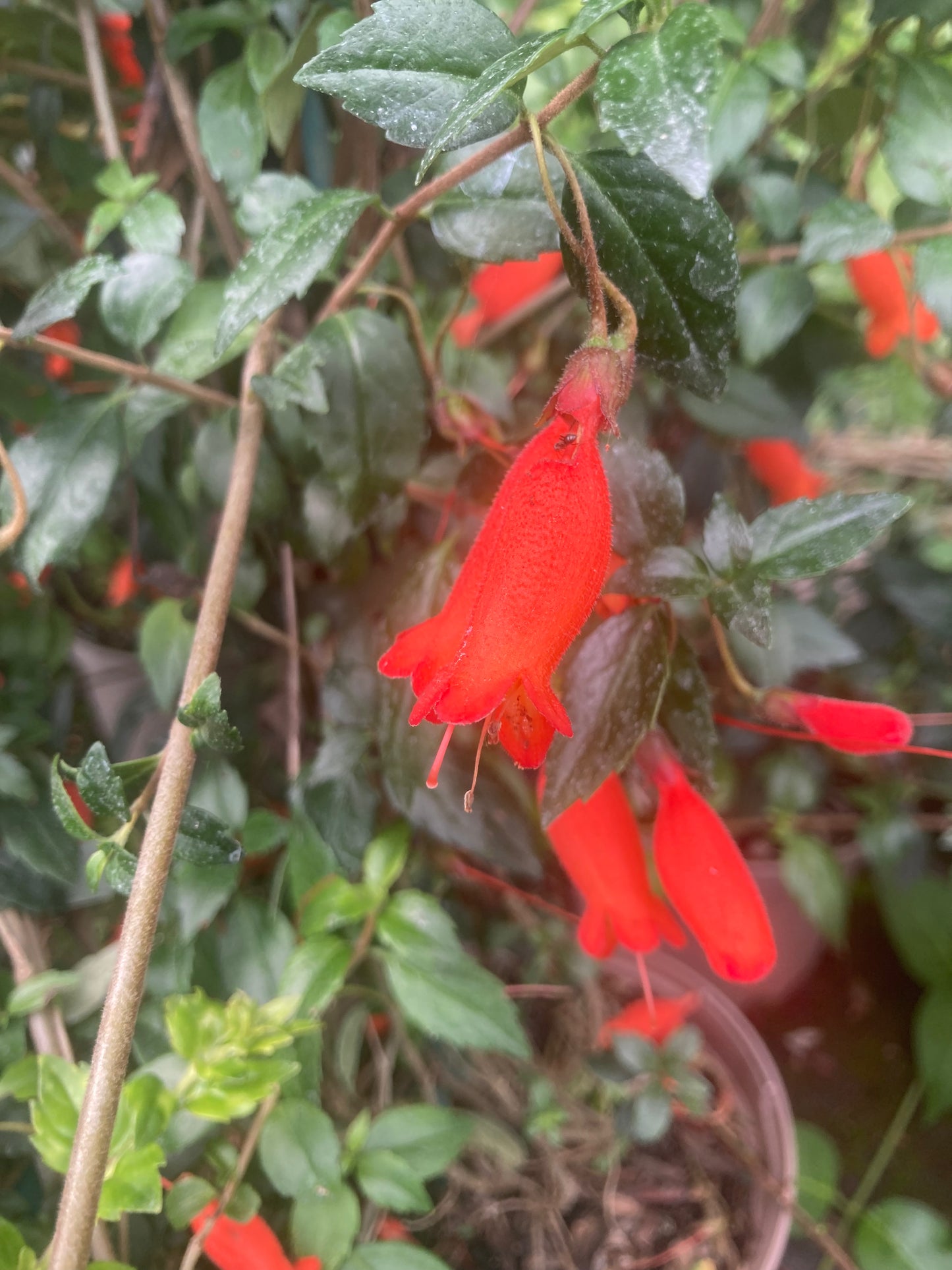 Mitraria coccinea Clark's form