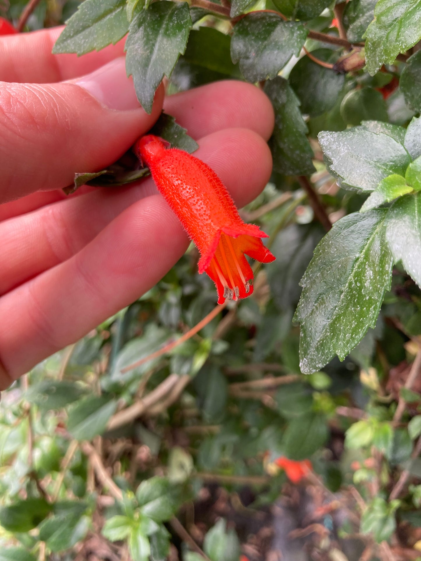 Mitraria coccinea Clark's form