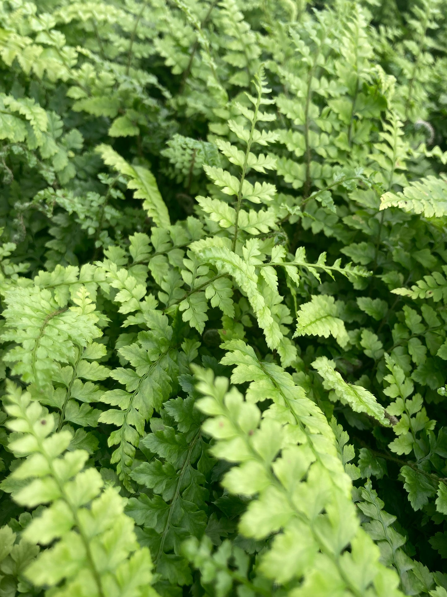 Polystichum yunnanense