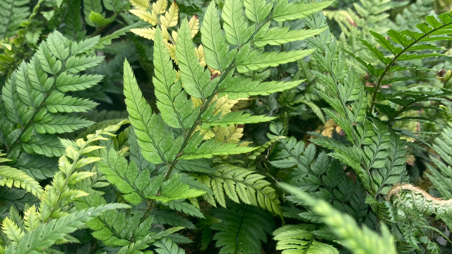 Polystichum tsussimense - AGM