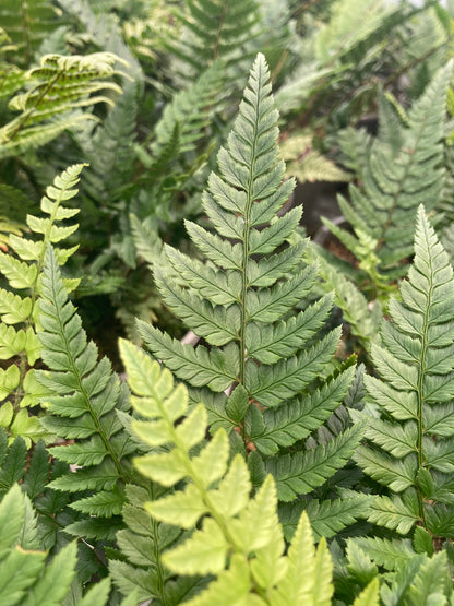 Polystichum biaristatum