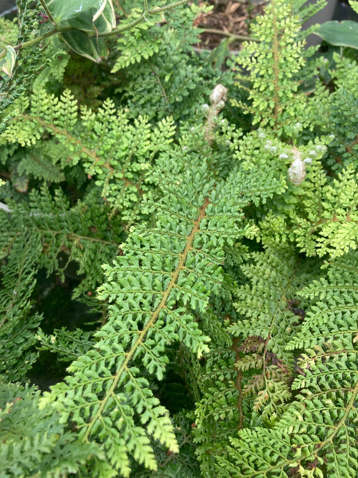 Polystichum setiferum Dahlem