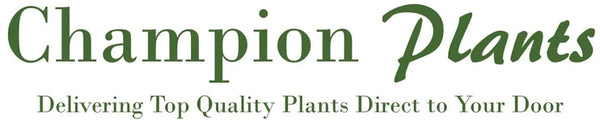 Champion Plants
