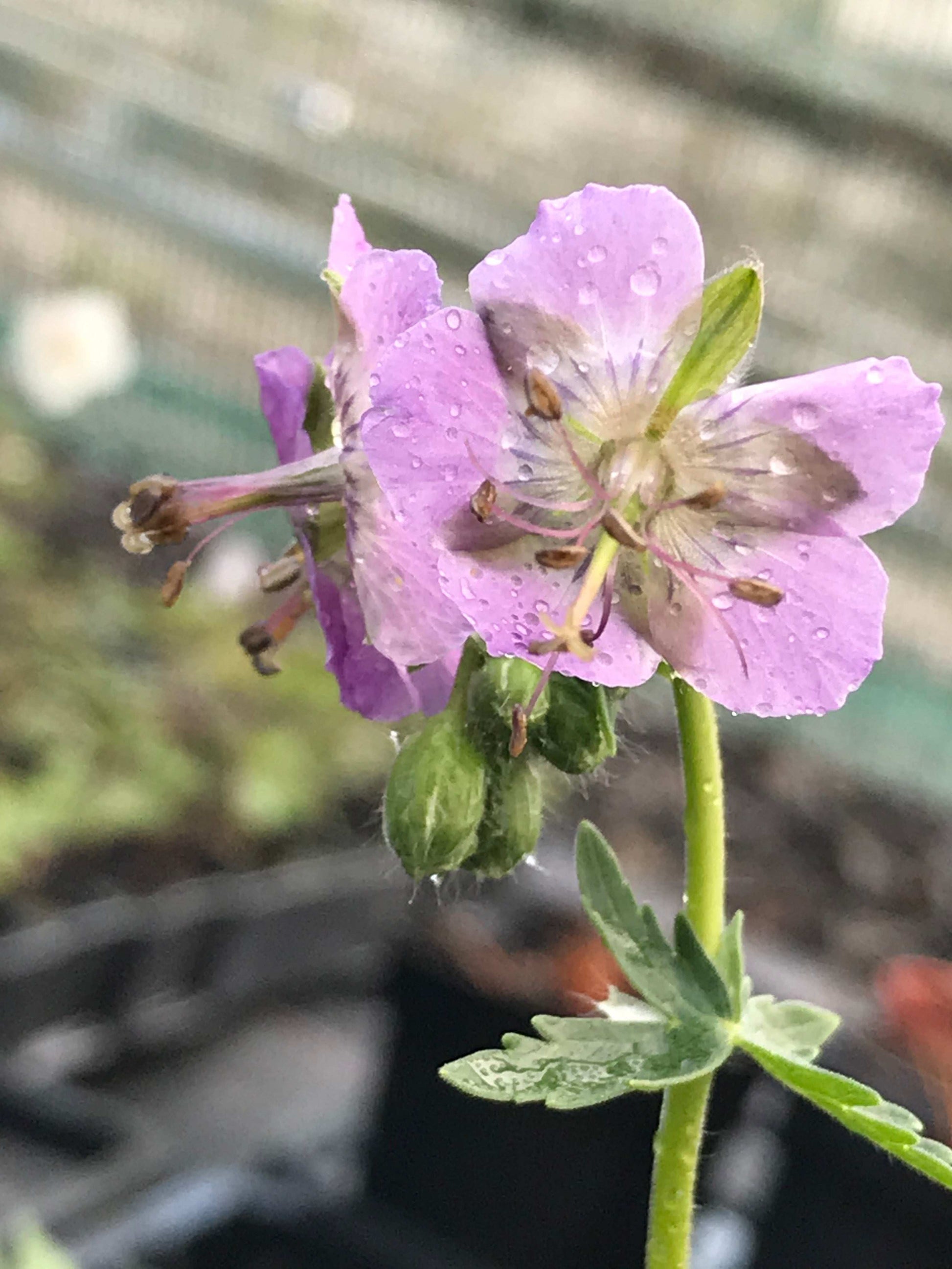Geranium phaeum Lilacina - Champion Plants