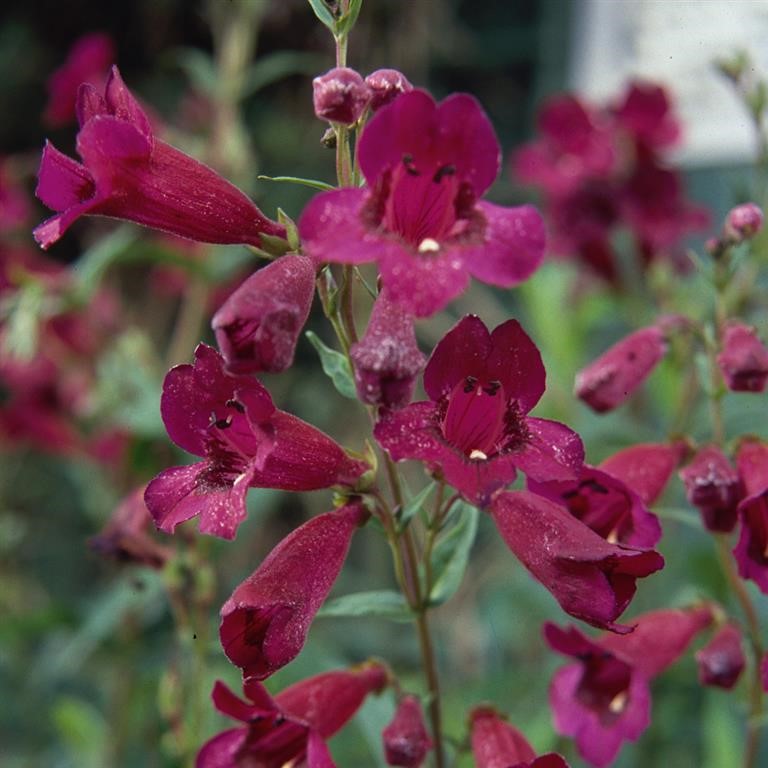 Penstemon Purple Bedder - Champion Plants