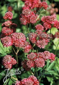 Astrantia Primadonna - Champion Plants