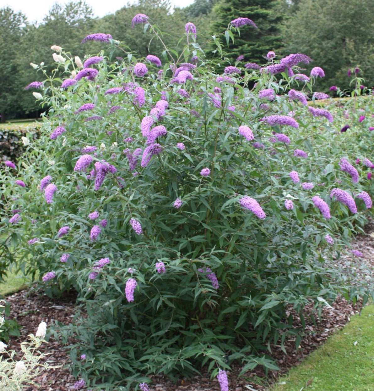 Buddleja (Buddleia) davidii Gonglepod - Champion Plants