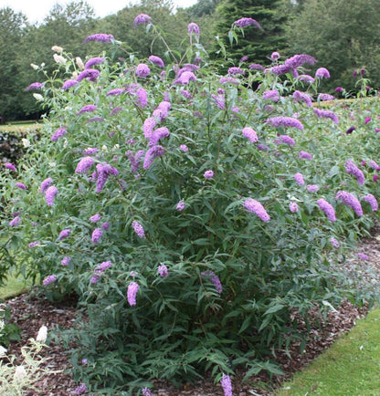 Buddleja (Buddleia) davidii Gonglepod - Champion Plants