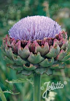 Cynara cardunculus Green Globe - Champion Plants