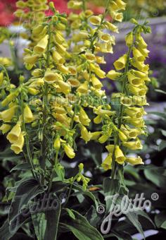 Digitalis grandiflora 'Carillon' AGM - Champion Plants