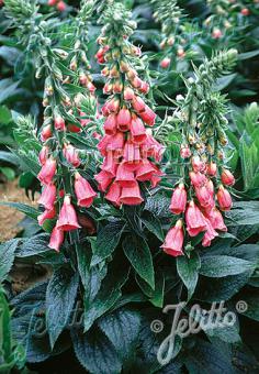 Digitalis purpurea 'Summer King' - Champion Plants