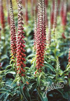 Digitalis parviflora 'Milk Chocolate' - Champion Plants