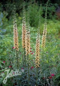 Digitalis ferruginea Gigantea AGM - Champion Plants