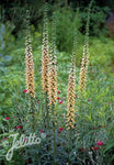 Digitalis ferruginea Gigantea AGM