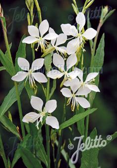 Gaura lindheimeri Cool Breeze - Champion Plants