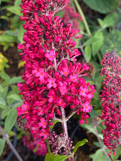 Buddleja (Buddleia) Prince Charming - Champion Plants