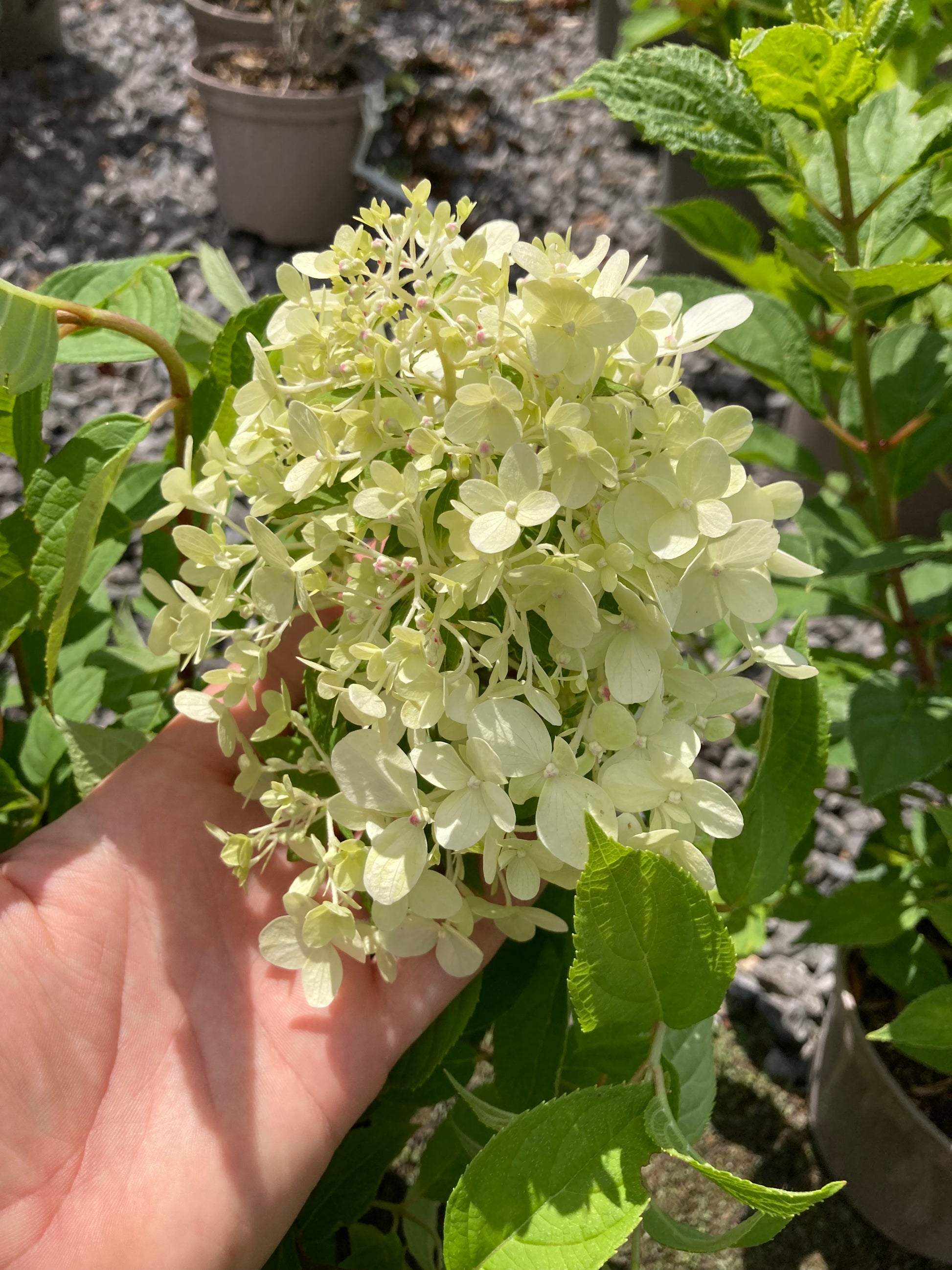 Hydrangea paniculata 'Limelight' - AGM - Champion Plants