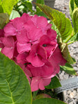 Hydrangea macrophylla King George