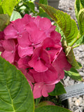 Hydrangea macrophylla King George