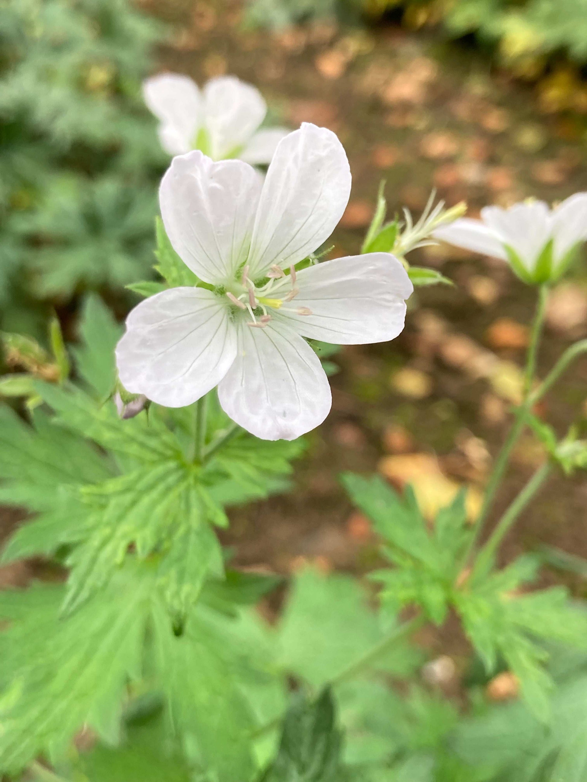 Geranium sylvaticum 'Album' - AGM - Champion Plants