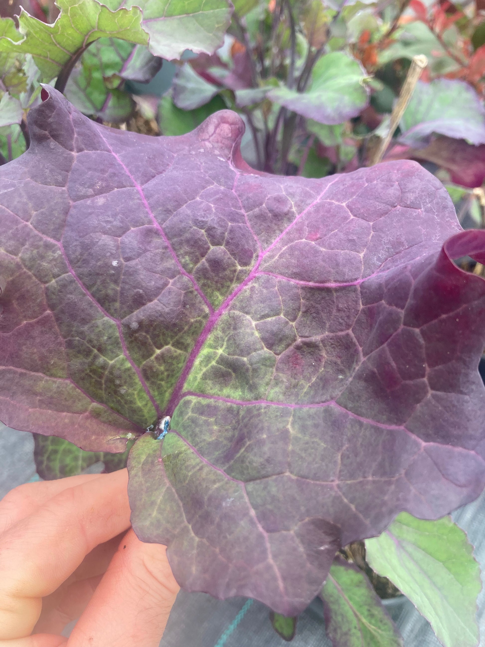 Kale Purple Tree Collard - Champion Plants