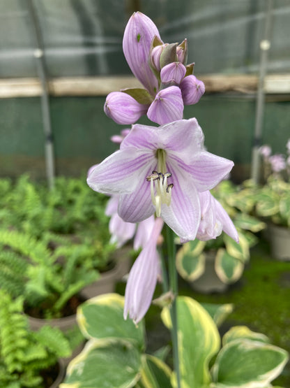 Hosta Great Expectations - Champion Plants