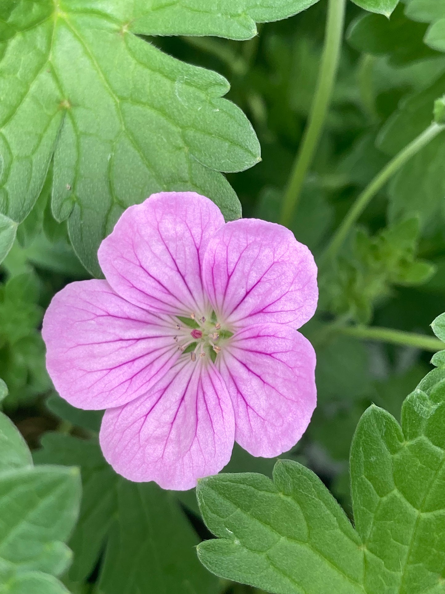 Geranium × riversleaianum Jean Armour - Champion Plants