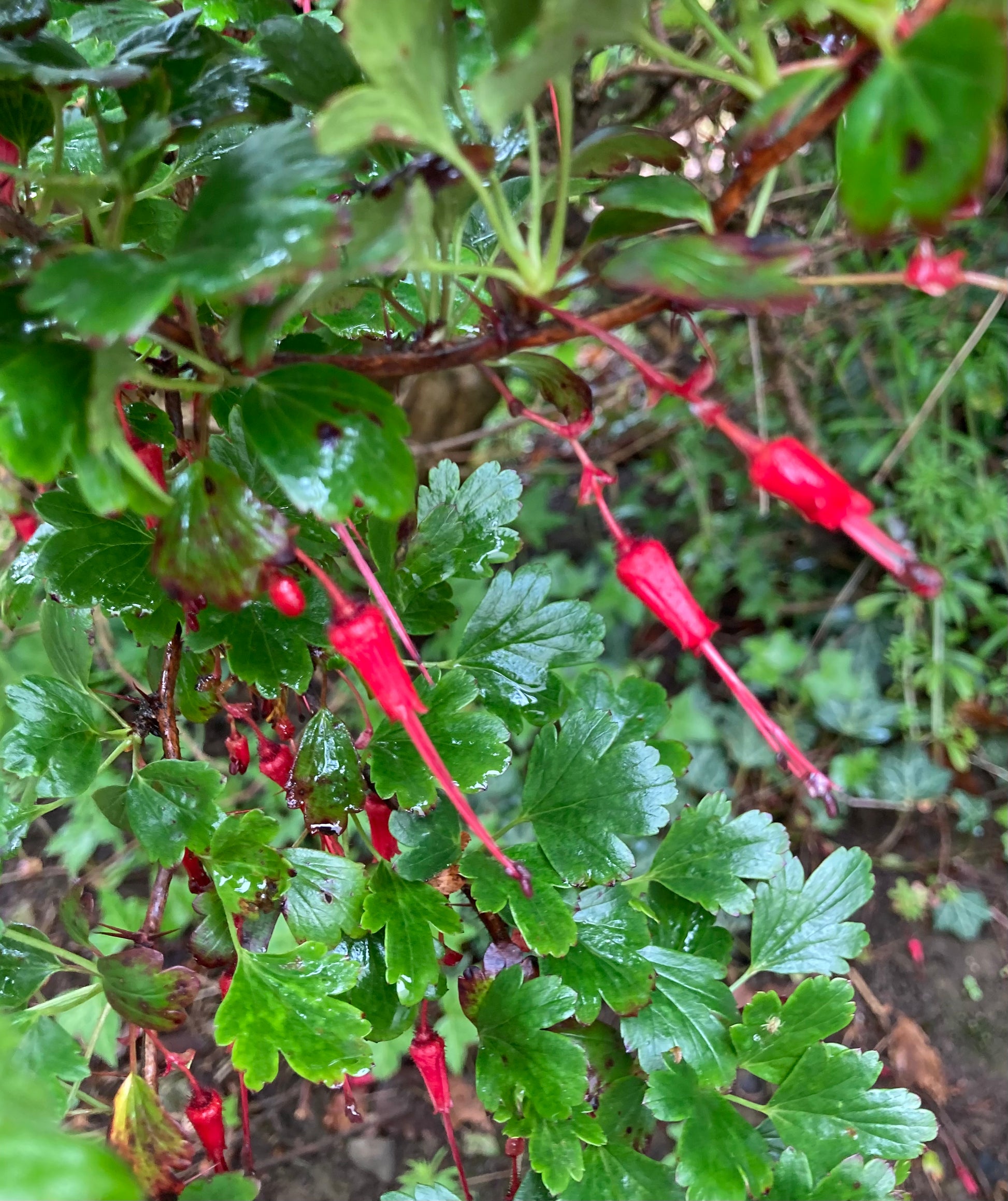 Ribes speciosum - Champion Plants
