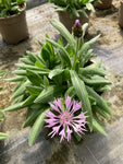 Centaurea montana 'Carnea'