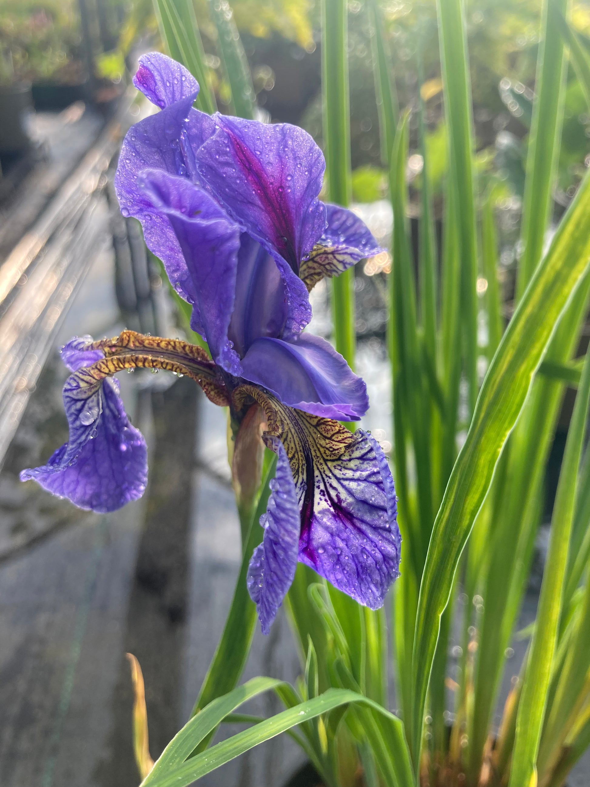 Iris sibirica Perry’s Blue - Champion Plants