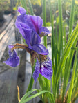 Iris sibirica Perry’s Blue