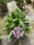 Centaurea montana 'Carnea'