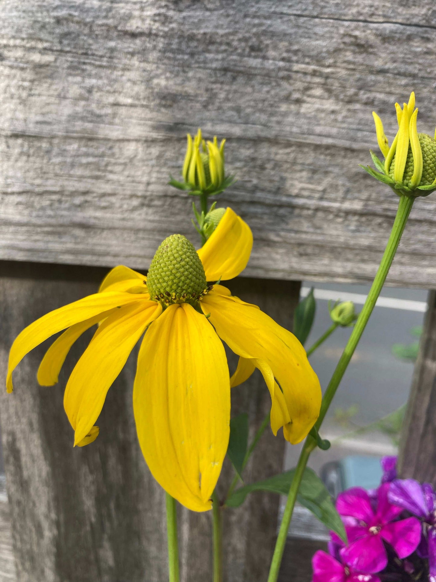 Rudbeckia laciniata Juligold - Champion Plants