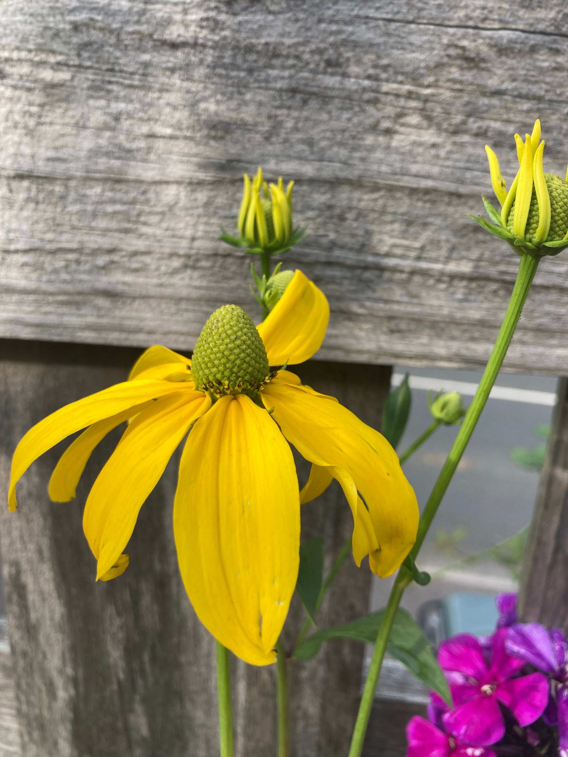 Rudbeckia laciniata Juligold - Champion Plants