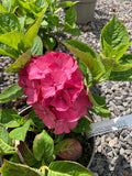 Hydrangea macrophylla King George