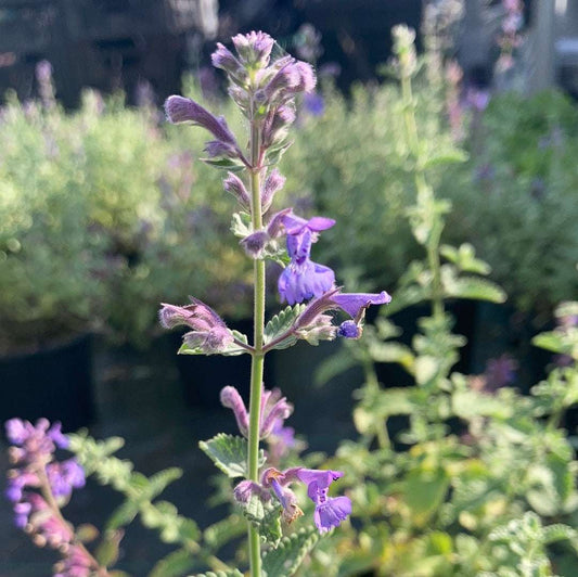 Nepeta Blue Wonder - Champion Plants