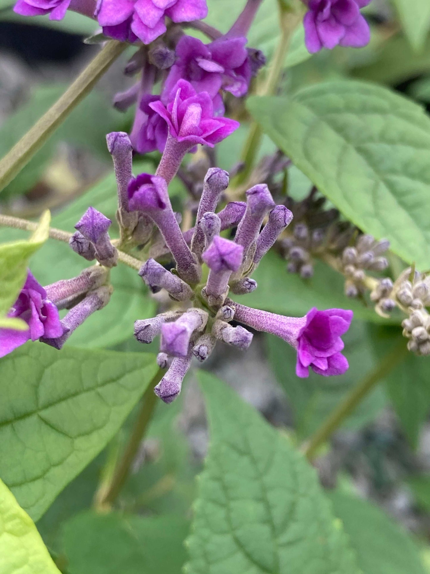 Buddleja (Buddleia) lindleyana ‘Floral Fanfare’ - Champion Plants