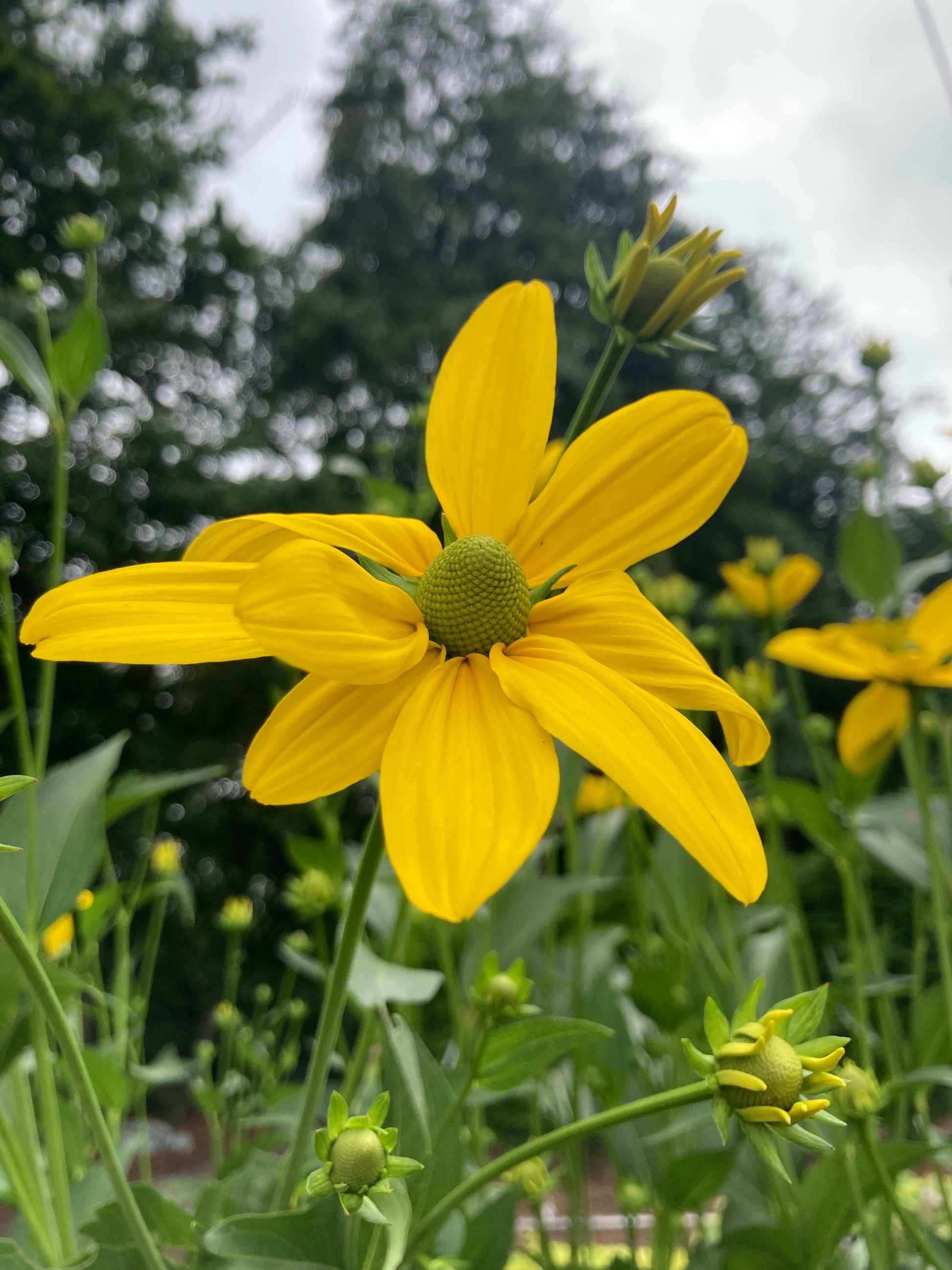 Rudbeckia laciniata Juligold - Champion Plants