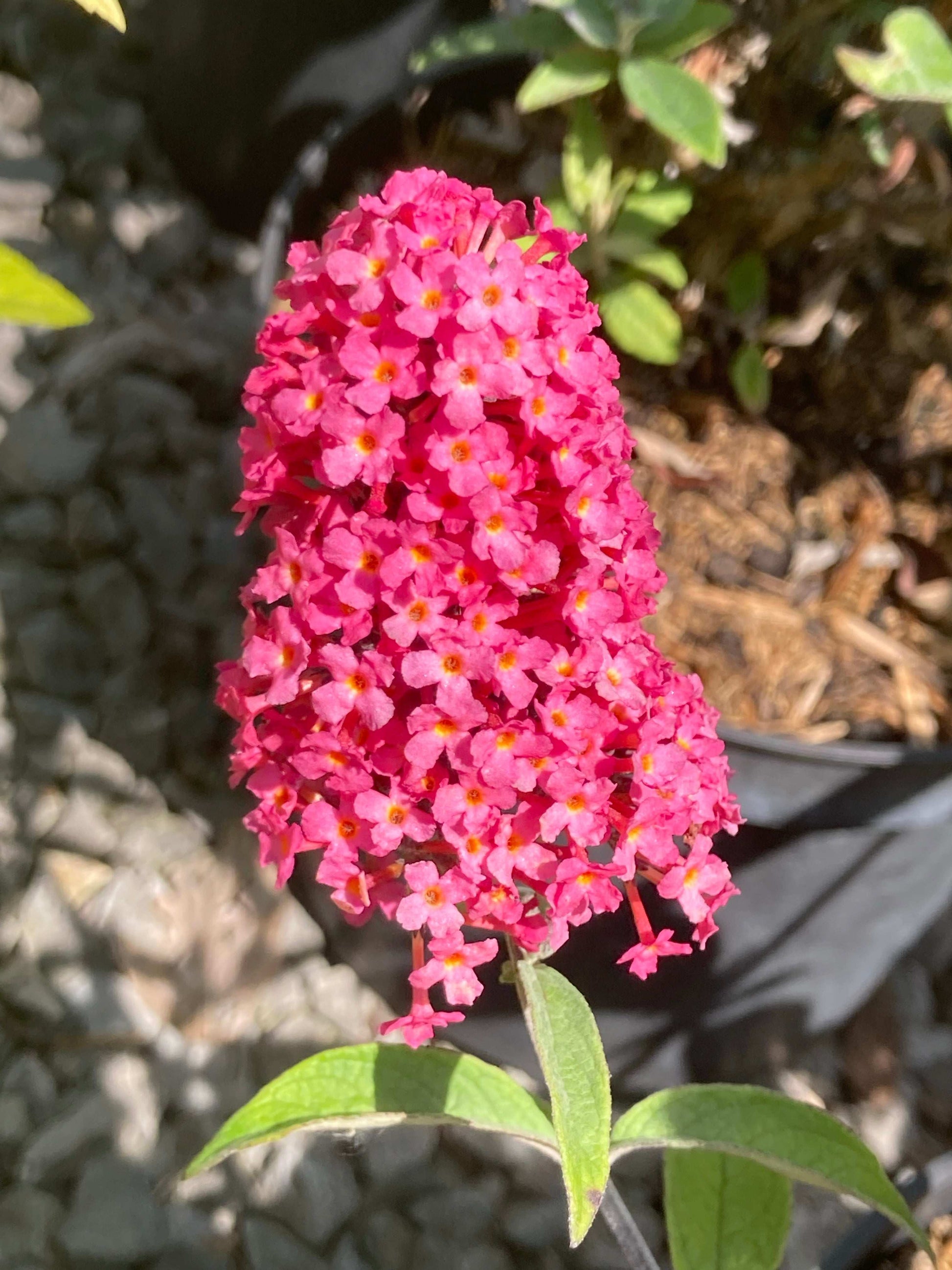 Buddleja (Buddleia) Prince Charming - Champion Plants